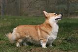 CORGI PEMBROKE 1168